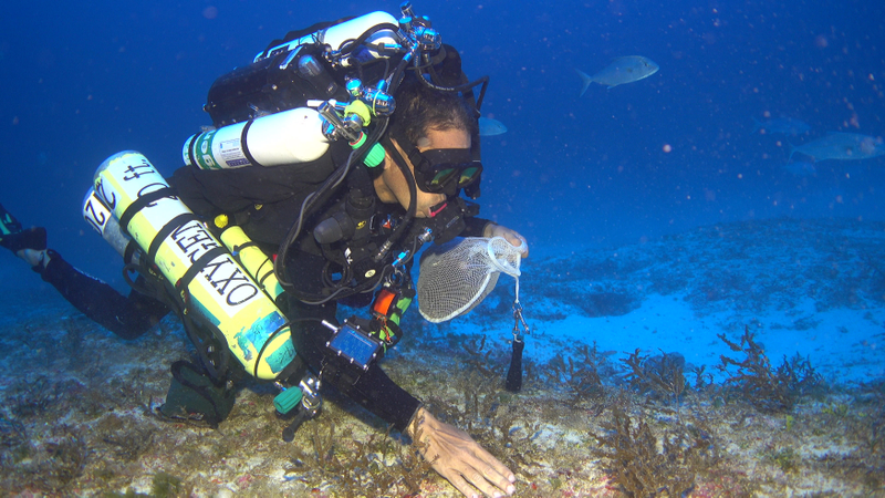 NOAA research diver Dr. Randy Kosaki collects specimens in a bed of Sargassum algae at 300 feet depth at Pearl and Hermes Atoll. The Sargassum beds are a newly-discovered coral reef habitat type in the monument.